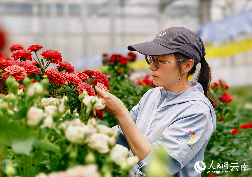 蔡艳飞在花圃里查看选育的月季新品种长势。人民网记者 符皓摄
