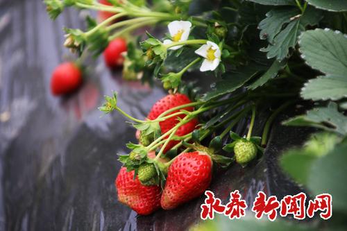 隆冬时节草莓红大康园内春意浓 永泰新闻网