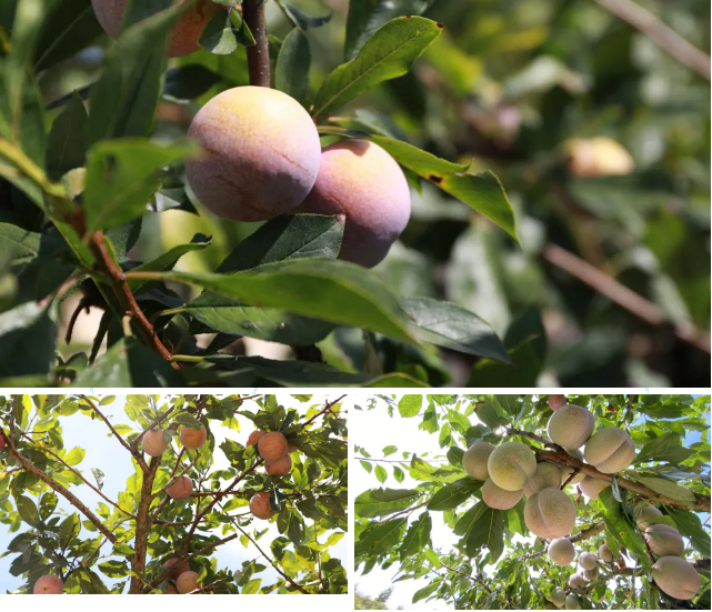 与"李"相约在永泰!2020永泰李果采摘节今日开幕